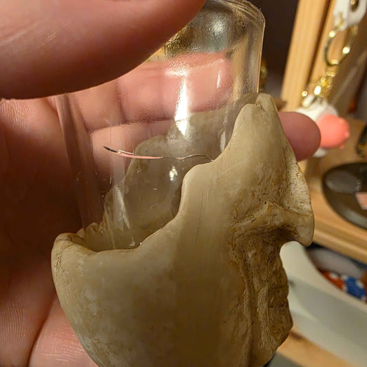 Six Shooter Skulls Set of 6 - 10cm Decorative Collectibles - damage - Last One Available NO RETURNS